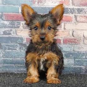 Yorkie