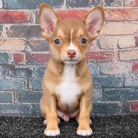 Chihuahua