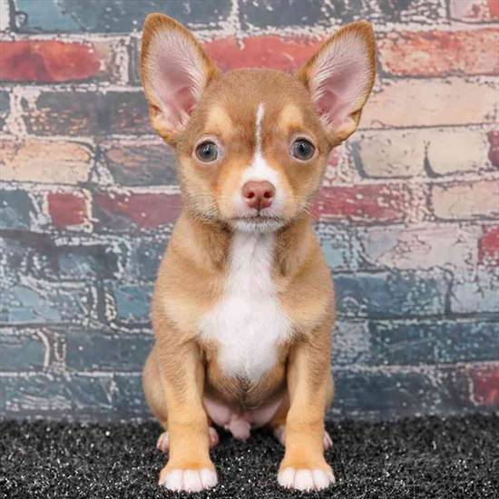 Chihuahua