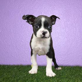 Boston Terrier