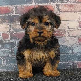 Yorkie