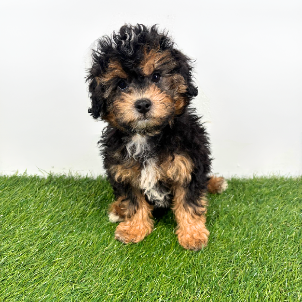 Image of a pet breed in the gallery