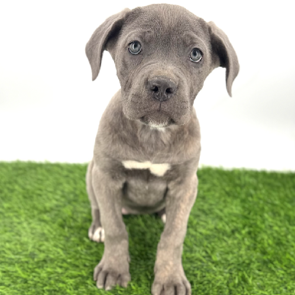 Image of a pet breed in the gallery