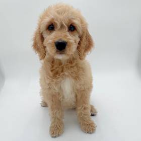 Goldendoodle