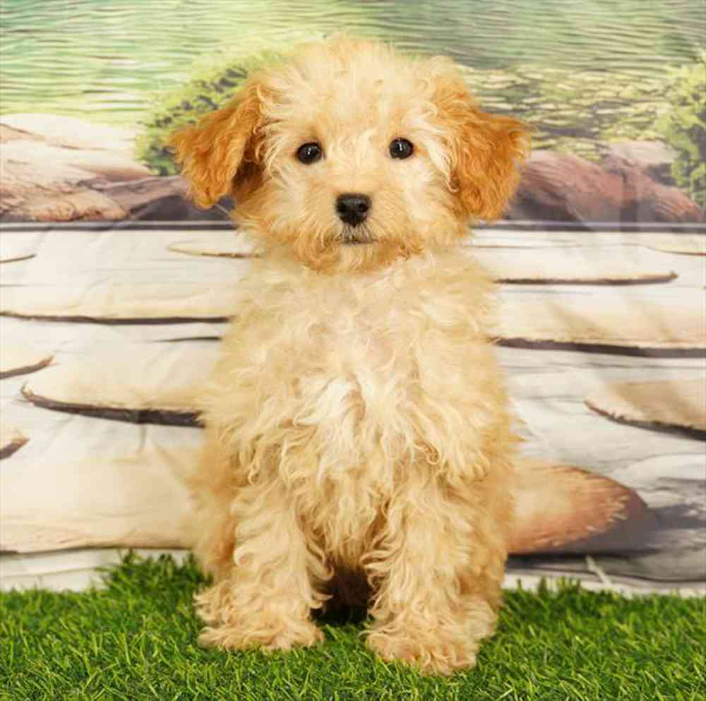 Image of a pet breed in the gallery
