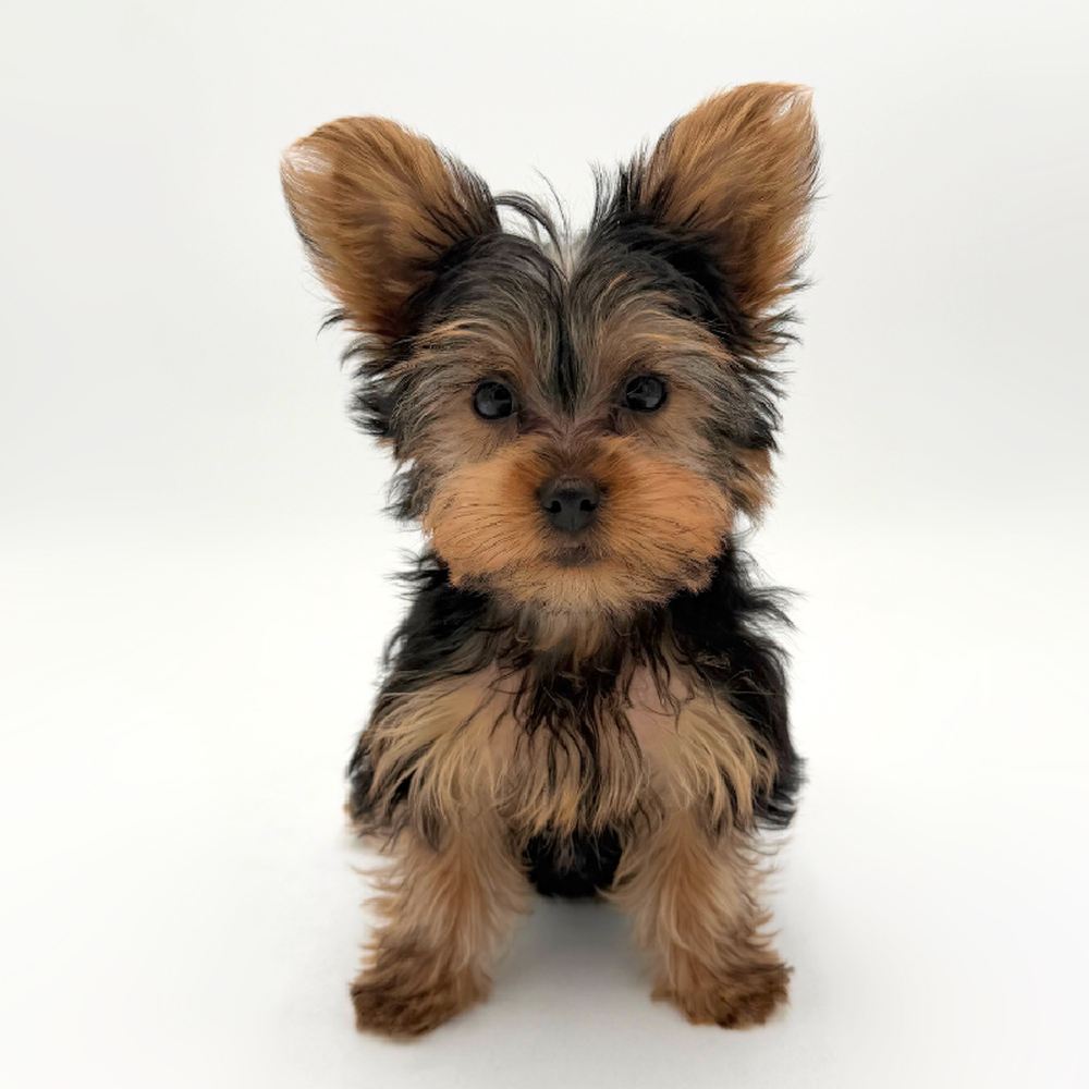 Image of a pet breed in the gallery