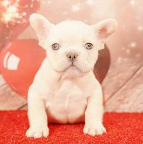 French Bulldog
