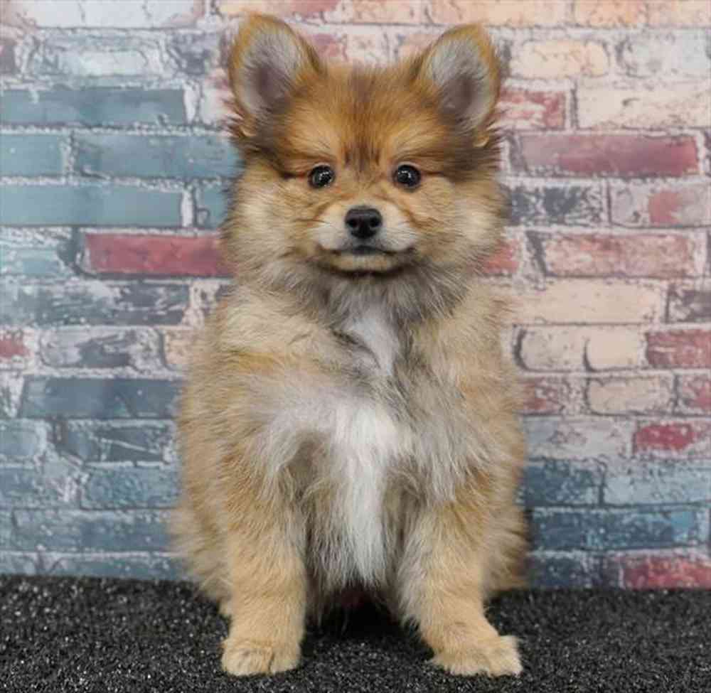 pet breed image
