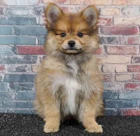 Pomeranian