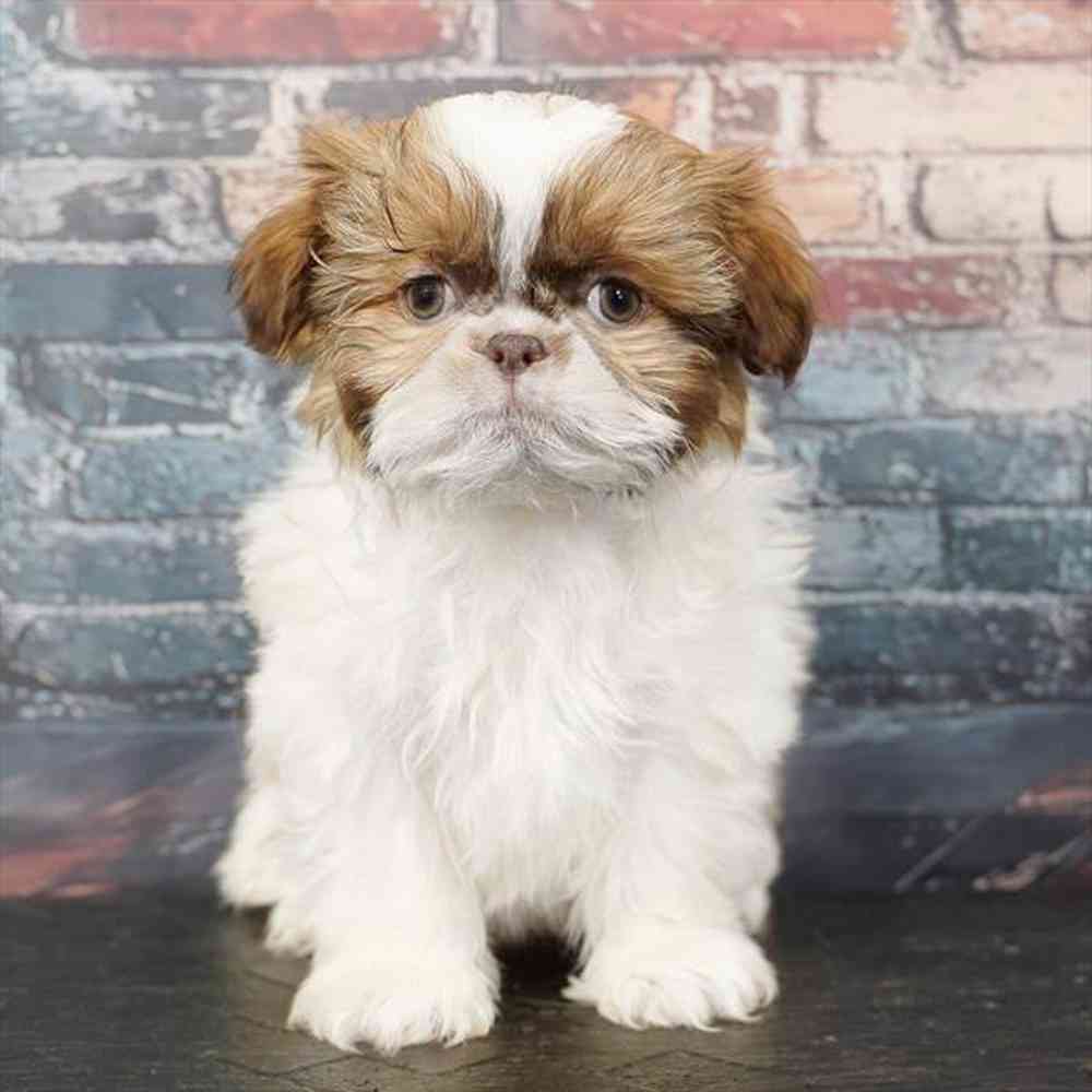 Image of a pet breed in the gallery