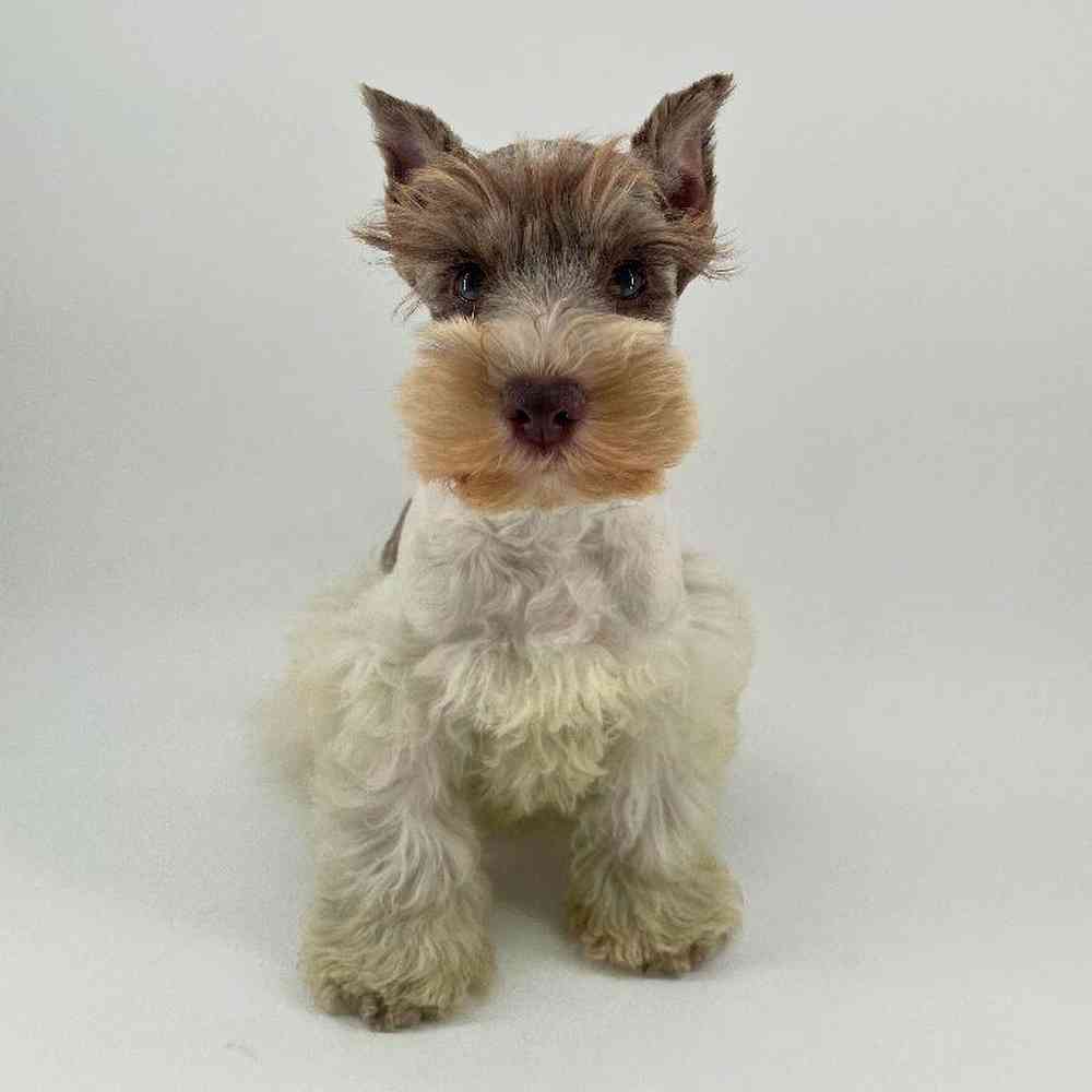 pet breed image