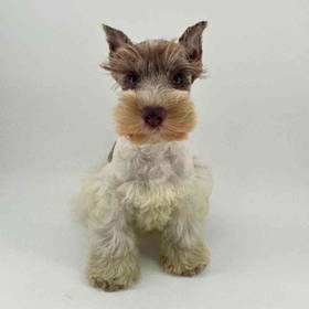 Mini Schnauzer