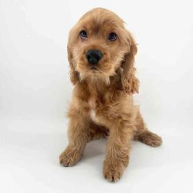 Cocker Spaniel