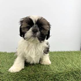 Shih Tzu