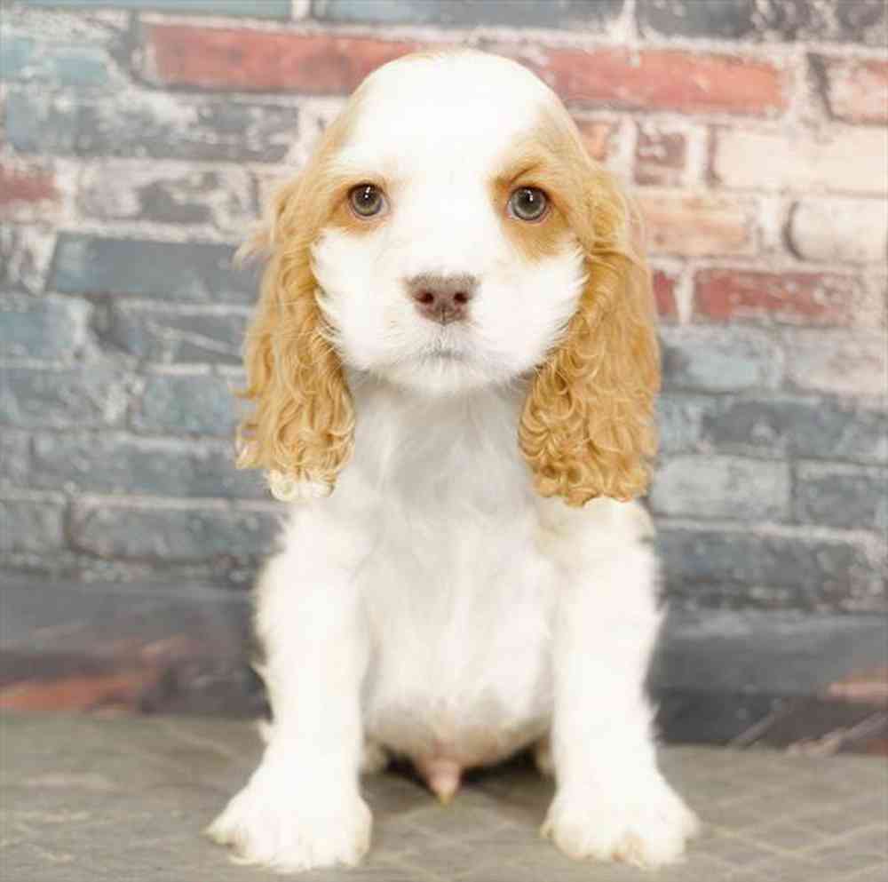 Image of a pet breed in the gallery