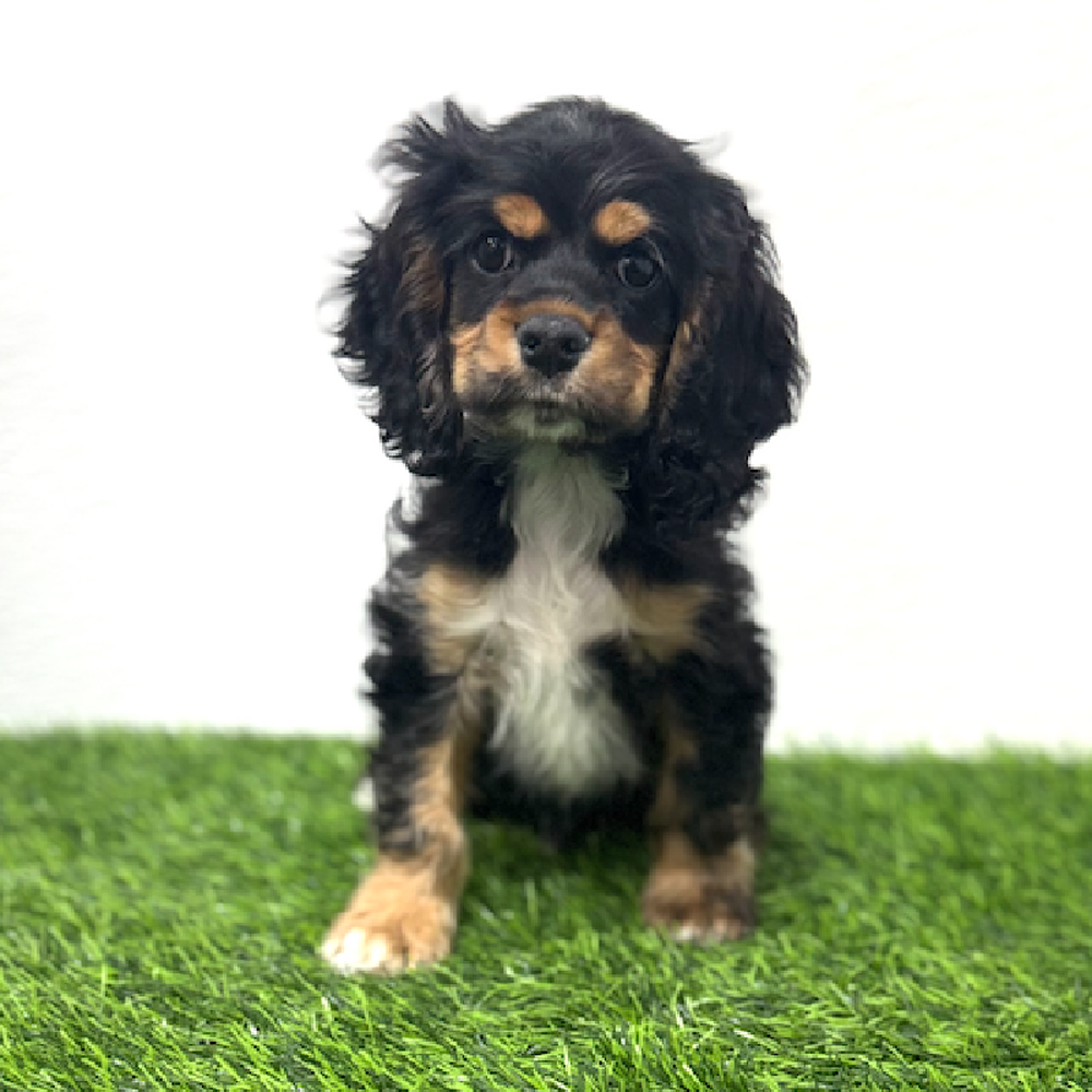 Image of a pet breed in the gallery