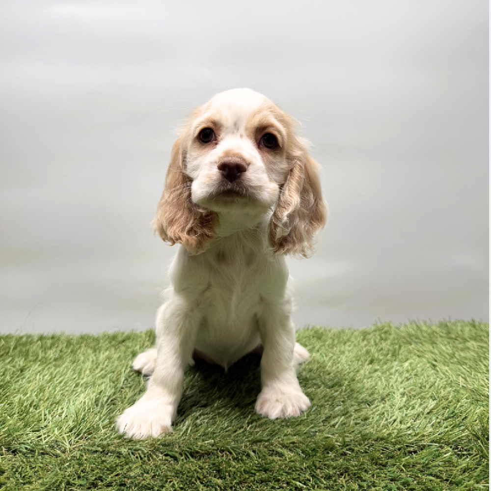 Image of a pet breed in the gallery