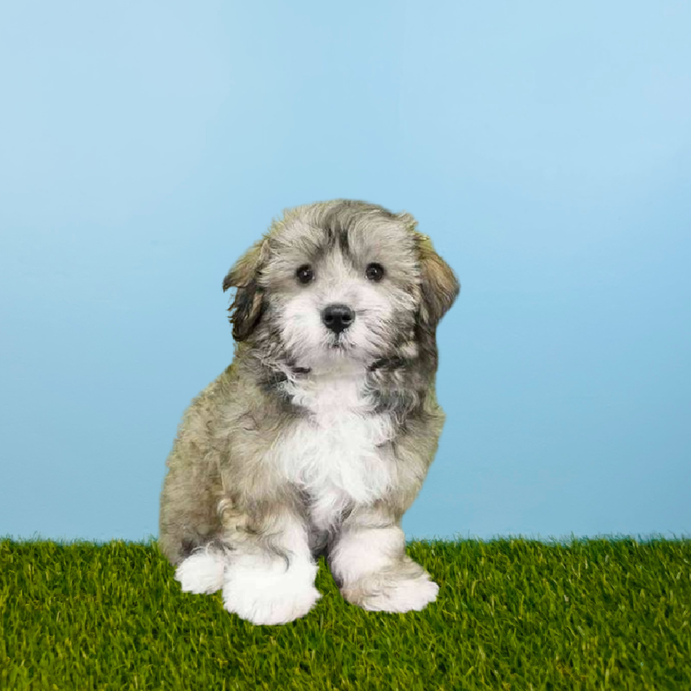 Male Havanese Puppy for Sale in Pasadena, TX