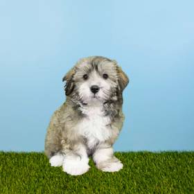 Havanese