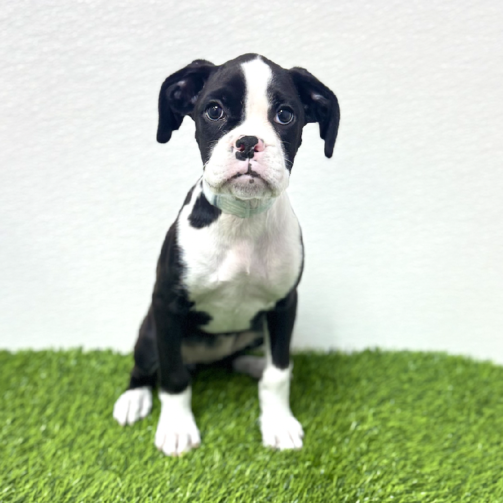 Image of a pet breed in the gallery