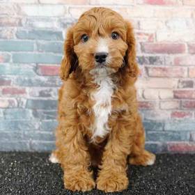 Cavapoo
