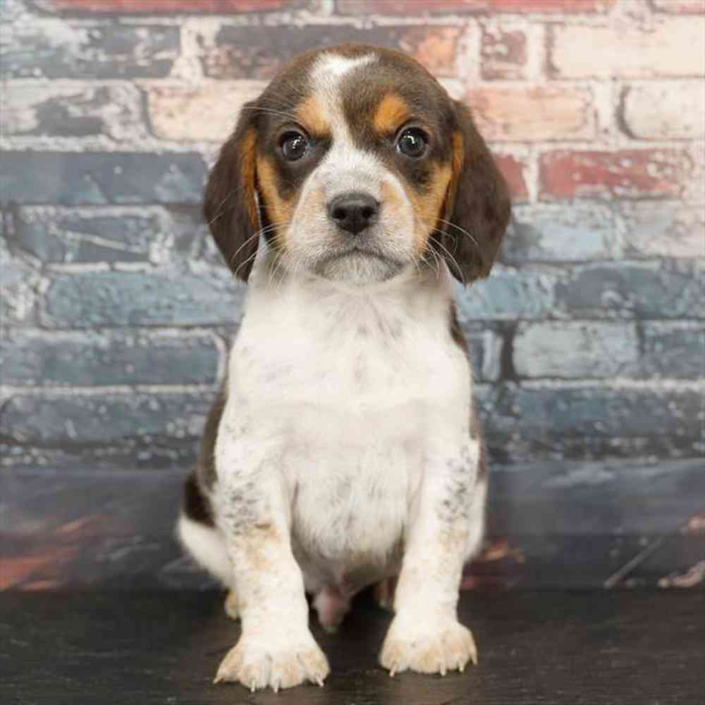 Image of a pet breed in the gallery