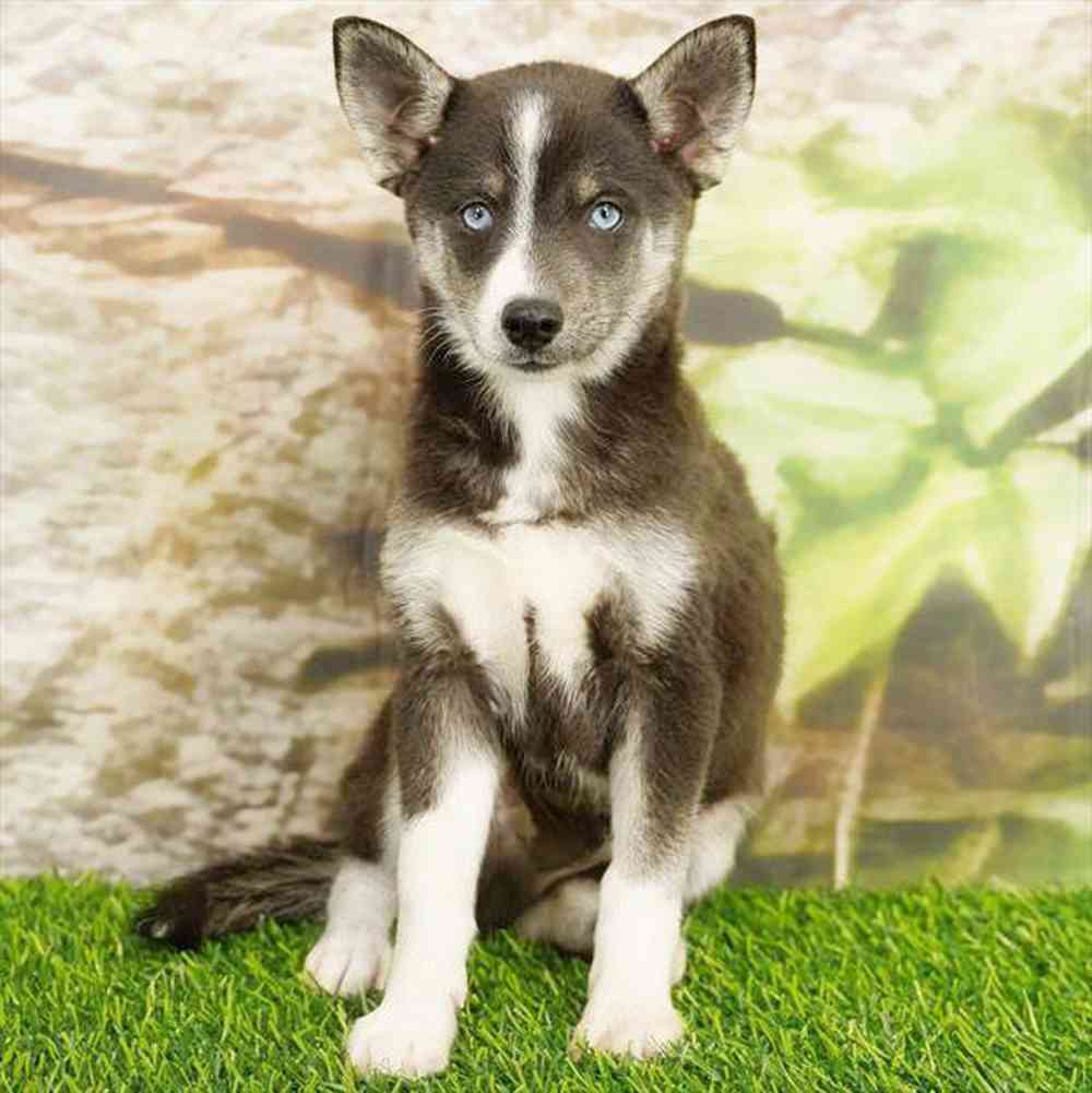 Image of a pet breed in the gallery