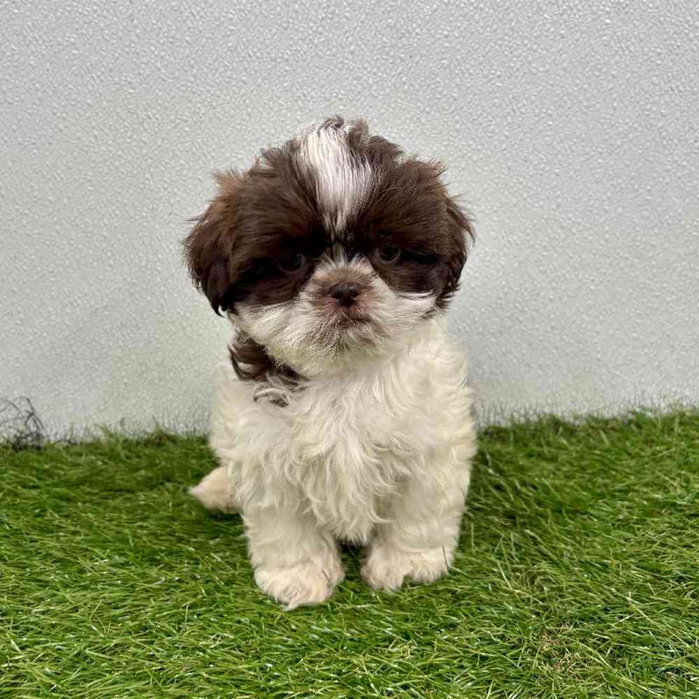 Image of a pet breed in the gallery