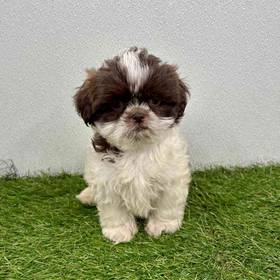 Shih Tzu