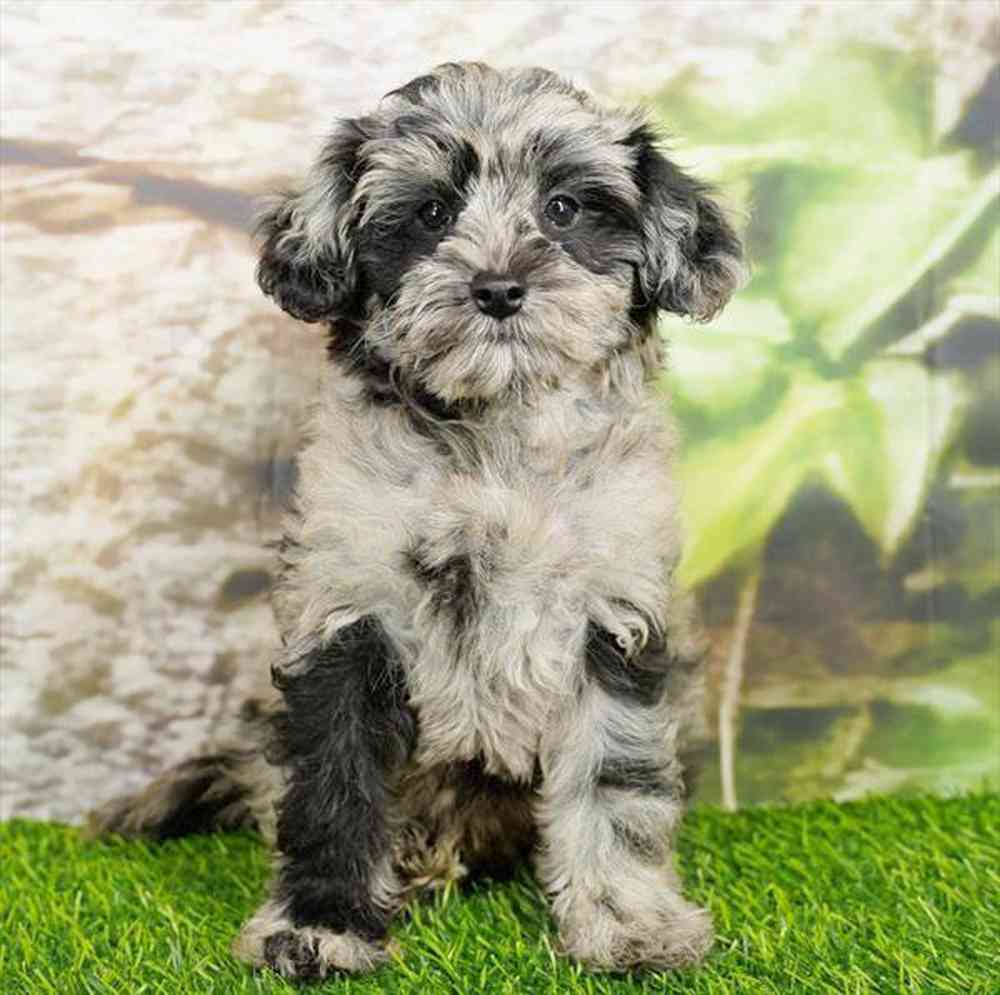 Image of a pet breed in the gallery