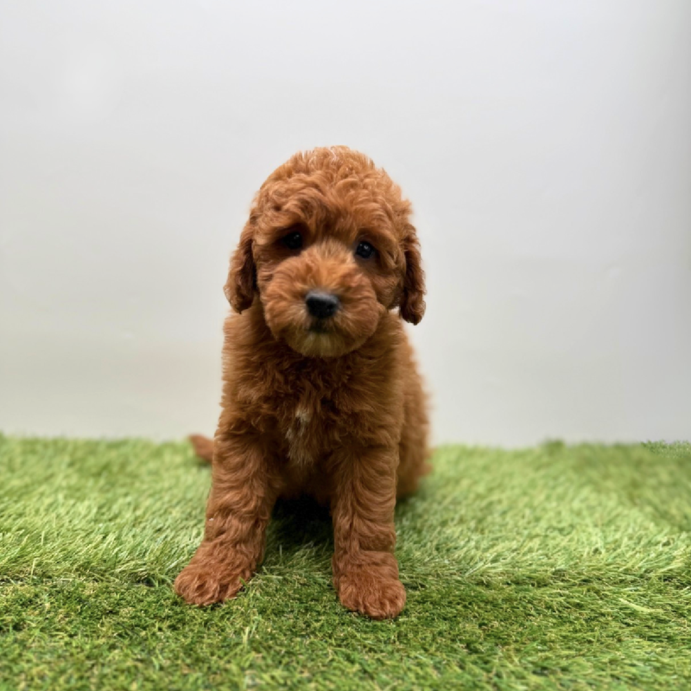 pet breed image