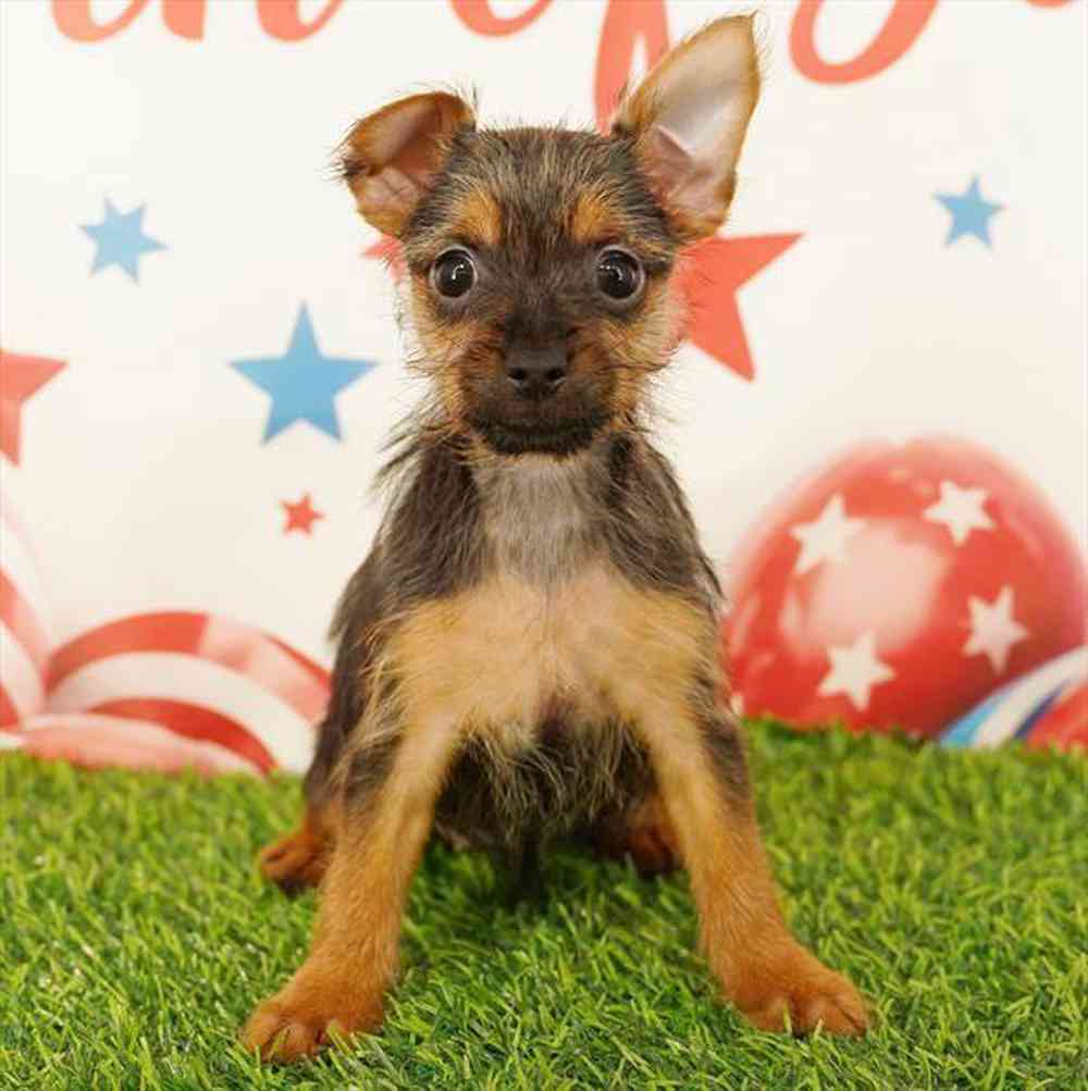 Image of a pet breed in the gallery