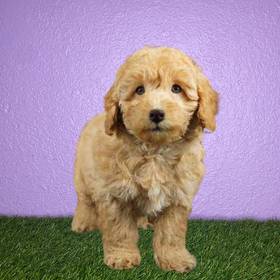 2nd Gen Mini Goldendoodle