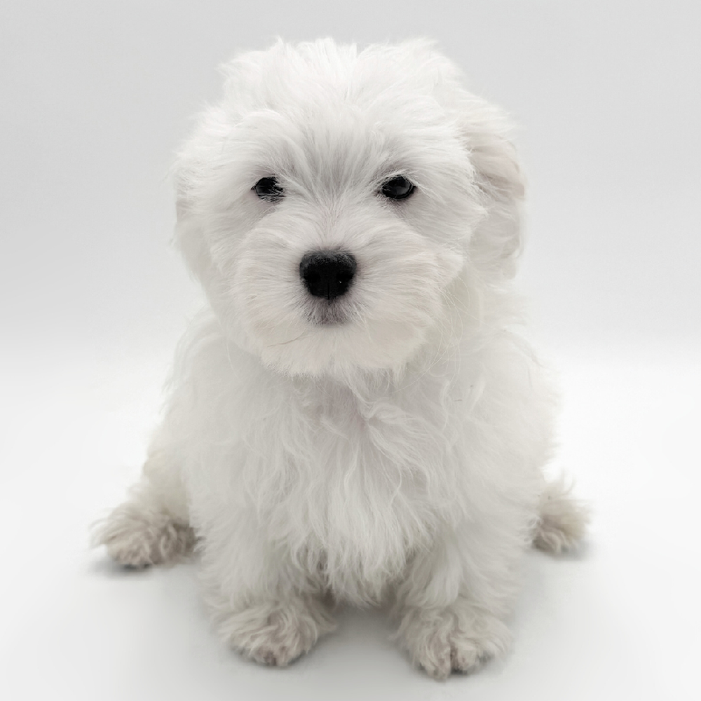 Image of a pet breed in the gallery