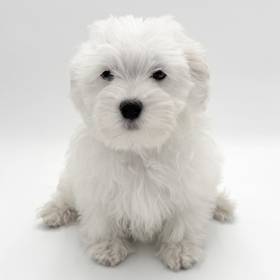Maltipoo