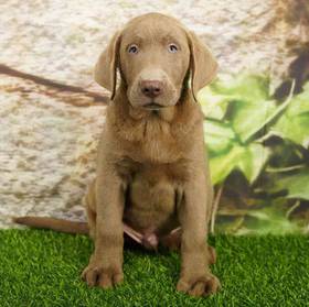 Labrador Retriever
