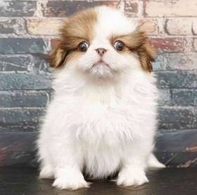 Pekingese