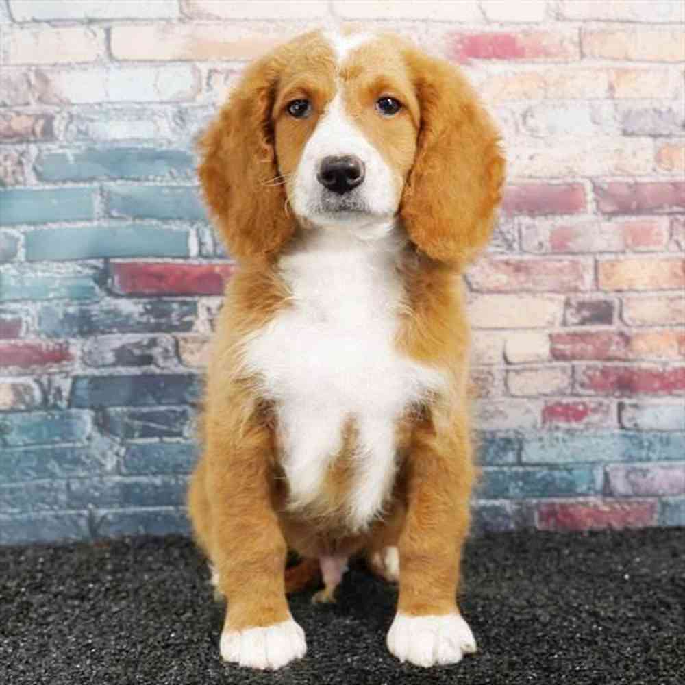 Image of a pet breed in the gallery