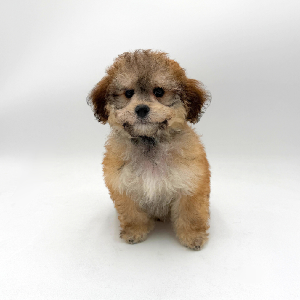 Image of a pet breed in the gallery