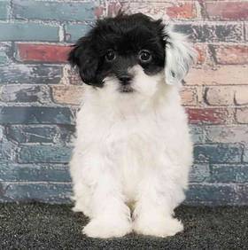 Shizapoo