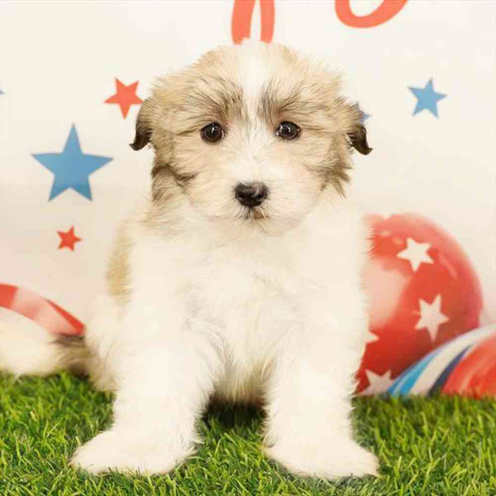 pet breed image