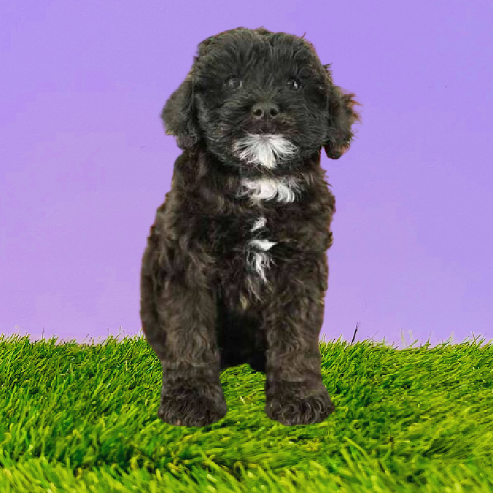 Female Mini Whoodle Puppy for Sale in Marietta, GA