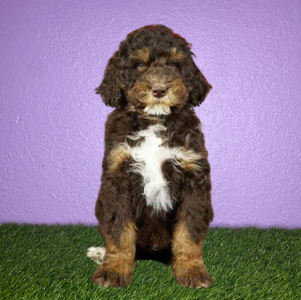 Male 2nd Gen Standard Bernedoodle Puppy for Sale in New Braunfels, TX