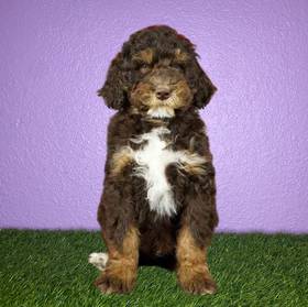 2nd Gen Standard Bernedoodle