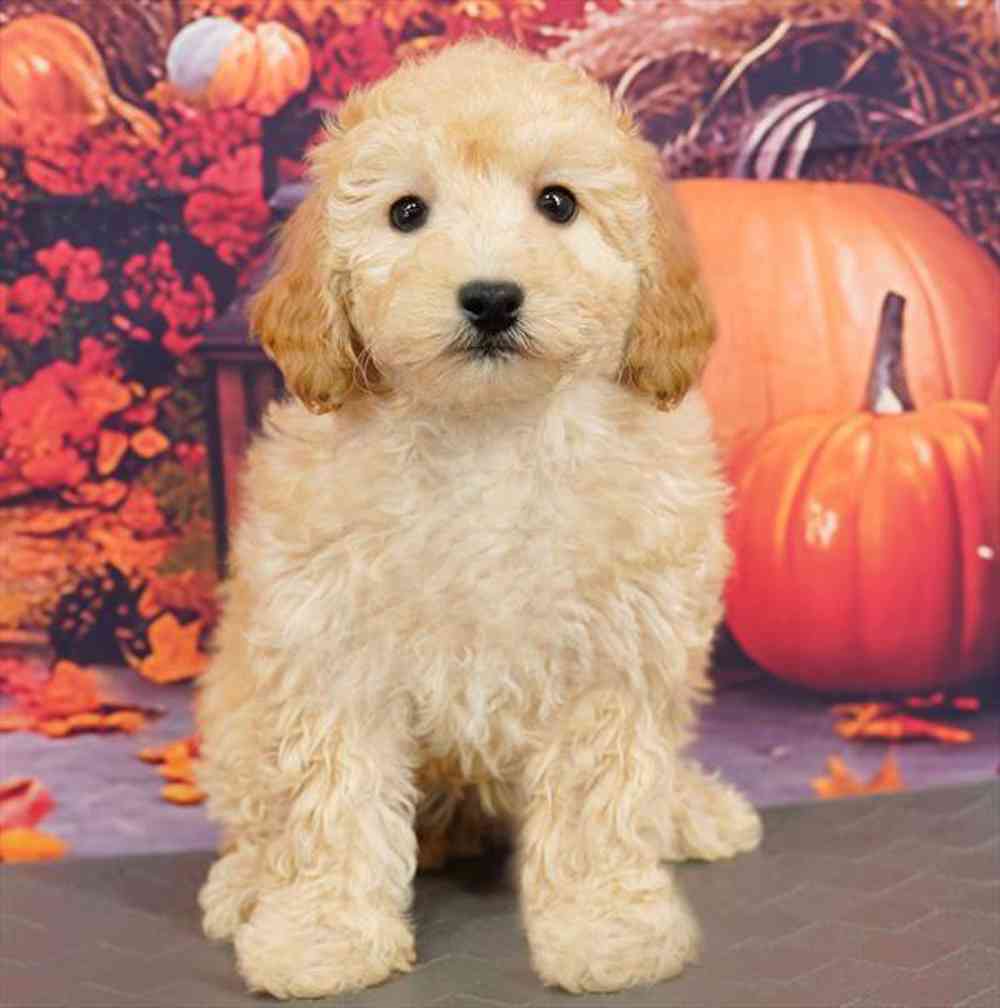Image of a pet breed in the gallery