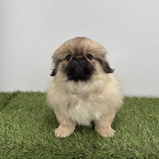 Pekingese
