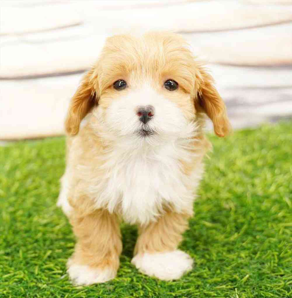 Image of a pet breed in the gallery