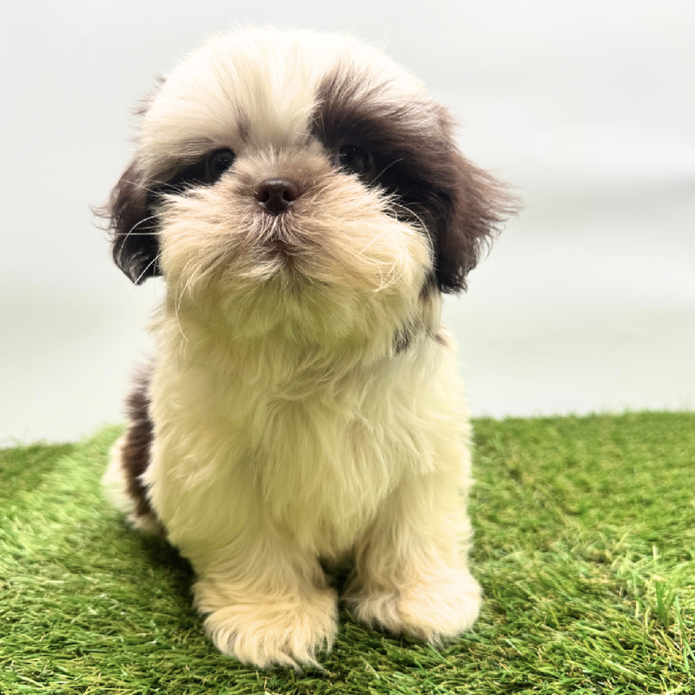 Image of a pet breed in the gallery