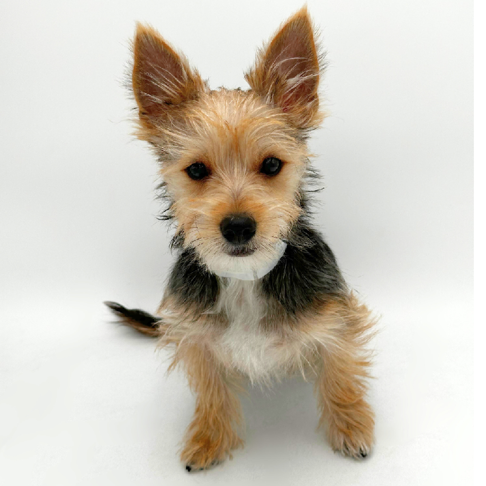 carousel pet images
