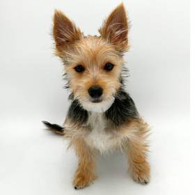 Maltese/Silky